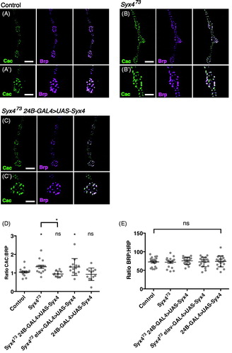 Figure 3. Syntaxin 4 regulates Cac levels at active zones (A–C) Representative images of Cac-GFP (green) and Brp (magenta) in control animals (A), Syx4 null mutants (B), and Syx4 null mutants expressing Syx4 in the postsynaptic cell (C). (A′–B′) Close-ups of A–C. Scale bars =7 μm (A–C), 3.5 μm (A′–B′). (D) Mean Cac-GFP fluorescence intensity per Brp fluorescence intensity (±SEM) at individual active zones for the indicated genotypes. (E) Mean Brp fluorescence intensity per HRP fluorescence intensity (±SEM) for the indicated genotypes. Mean HRP fluorescence intensity is unchanged across the genotypes used in this study (see Supplemental Table 1).