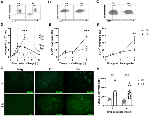 Figure 4 Dietary fish oil shortens the resolution interval, enhances neutrophil apoptosis and egress to draining lymph nodes but decreases neutrophil CD47 expression. Mice were fed control (Ctr, grey lines with grey circles) or fish oil (Fo, black lines with black squares) diets for 5 weeks. They were immunized twice with mBSA with a 2-week interval and challenged intraperitoneally. Mice were sacrificed at 0, 1.5, 3, 6, and 12 h post-challenge and peritoneal cells and mesenteric lymph nodes harvested. Peritoneal cells were stained with monoclonal antibodies against CXCR2, Ly6G, and CD47. Apoptotic neutrophils were stained with FITC-labeled annexin V (AnxV). Neutrophils were defined as CXCR2+Ly6G+ granulocytes. Representative dot plots of neutrophil gating strategy (A), AnxV+ neutrophils (B) and CD47+ neutrophils (C) 6 h after inflammation induction in mice fed either Ctr or Fo diets. Neutrophil numbers with time after inflammation induction in mice fed Ctr and Fo diets determining the infiltration peak (Ψmax), peak infiltration time (Tmax), half the peak neutrophil number (Ψ1/2) and the time when neutrophil numbers reach half Ψmax (T1/2) to determine the resolution interval (Ri), n = 6–12 for 0, 3 and 12 h and 47–50 for the 6 h time-point (D). Percent neutrophils stained with AnxV (E) or CD47 (F) 6 h after inflammation induction in mice fed Ctr and Fo diets, n = 6 for all time-points. Representative TUNEL staining of mesenteric lymph nodes from mice fed Ctr or Fo diets at 3 and 6 h following inflammation induction (G). TUNEL+ cells in all stained lymph nodes from mice fed Ctr and Fo diets, n = 6 for the 3 h time-point and 14 for 6 h post-challenge (H). **p < 0.01, ***p < 0.001, n = 6–40. Results are shown as mean ± standard error of the mean from data collected from at least two independent experiments.