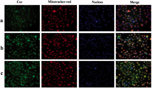 Figure 9. The dynamic distribution of free Cur, DHPA-CDB/Cur, and oHA-PBA@DHPA-CDB/Cur in PANC-1 cells. The mitochondria were stained by Mitotracker-red (red fluorescence). The Nucleus were stained by Hoechst 33342 (blue fluorescence). Cur emits green fluorescence itself. (a: free Cur, b: DHPA-CDB/Cur, c: oHA-PBA@DHPA-CDB/Cur).