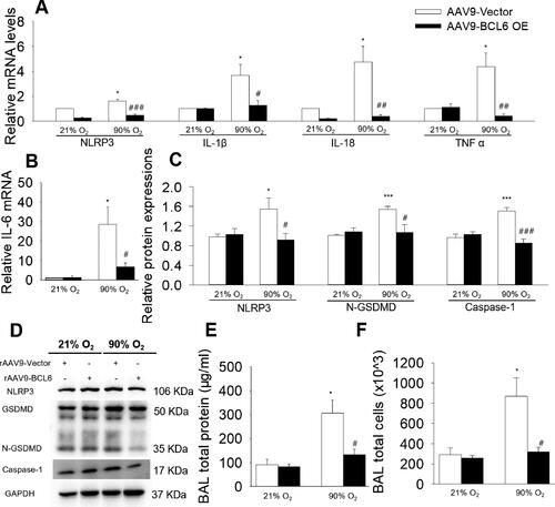 Figure 3. Effects of BCL6 OE on NLRP3-mediated inflammation in hyperoxia-induced BPD mice aged 4 wk old. (A and B) Relative mRNA levels of NLRP3, IL-1β, IL-18, TNF α and IL-6 in the lung. (C and D) the protein expressions of NLRP3, N-GSDMD and Caspase-1 in the lung. (E) total protein concentration in bronchoalveolar lavage fluid (BALF). (F) Total cell count in BALF. *p < .05 vs. 21% O2+rAAV9-Vector; ***p < .001 vs. 21% O2+rAAV9-Vector; #p < .05 vs. rAAV9-Vector; ##p < .01 vs. rAAV9-Vector; ###p < .001 vs. rAAV9-Vector. Values are mean ± SE, n = 4–6 per group.