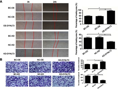 Figure 5 The effect of DYNLT3 on ovarian cancer cell migration and invasion. (A) Cell migration was evaluated by Wound Healing method (×100). (B) Cell invasion was evaluated by transwell invasion assay (×100). Data are expressed as mean ± standard deviation from triplicate experiments (*P<0.05).Abbreviations: BC-OE, over-expression blank control group; NC-OE, over-expression vector control group; OE-DYNLT3, DYNLT3-overexpression group; BC-KD, knock-down blank control group; NC-KD, knock-down vector control group; KD-DYNLT3, DYNLT3-knock-down group.