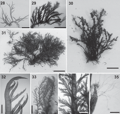 Figs 28–35. Lophurella mutabilis. Figs 28–31. Habit of specimens PD1111, PD3411, PD3483 and PD3106, respectively. Fig. 32. Apical part of an erect axis, forming determinate branches several segments below the apex. Figs 33, 34. Thallus clothed with determinate branches. Fig. 35. Apex of a third-order determinate branch bearing spirally arranged trichoblasts. Scale bars: Fig. 28 = 450 µm; Fig. 29 = 7 mm; Fig. 30 = 2 cm; Fig. 31 = 4 cm; Figs 32, 34 = 700 µm; Fig. 33 = 4 mm; Fig. 35 = 150 µm.