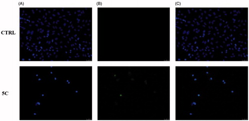 Figure 5. TUNEL assay of HeLa cells. Cells were treated for 24 h with compound 5c (at the concentration equal to its IC50) or with vehicle (CTRL). Then they were fixed, subjected to TdT reaction, washed, dyed with DAPI and imaged under a fluorescence microscope (20× magnification, excitation/emission wavelength 490 nm/515 nm for CF™488 A, panels B, and 350 nm/460 nm for DAPI, panels A). Panels C show the merge.