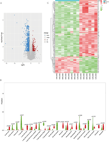 Figure 4 (A) Differential Expression of Genes (DEGs): The diagram highlights upregulated DEGs in blue on the left and downregulated DEGs in red on the right. Selection criteria: |logFC| ≥ 1 and adjP ≤ 0.05. (B) Analysis of Immune Cell Infiltration: The violin plot presents immune cell infiltration levels in control and experimental groups. Green and red shades represent the proportion of immune cell infiltration. Wilcoxon test p-values reflect. (C) Expression Analysis of 266 Immune-DEGs: The graph represents expression levels of 266 Immune-DEGs. Deeper red denotes higher expression, and darker green suggests lower expression. Con group = normal skin tissue; test group = damaged skin tissue.