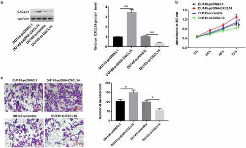 Figure 10. Overexpression of CXCL1 enhanced the proliferation and invasion of DU145 cells. DU145 cells were transfected with pcDNA-CXCL14, pcDNA3.1 (a negative control of pcDNA-CXCL14), CXCL14 siRNA or scramble (a negative control of CXCL14 siRNA): (a) Western blot assay was used to measure CXCL14 protein level in DU145 cells. (b and c) The proliferation and invasion of DU145 cells were detected with CCK-8 and transwell assays. *P < 0.05 compared with DU145-pcDNA3.1 group or DU145-scramble group. N = 4, data were expressed as mean ± SEM; Student’s t test or one-way ANOVA was used for analyzing data