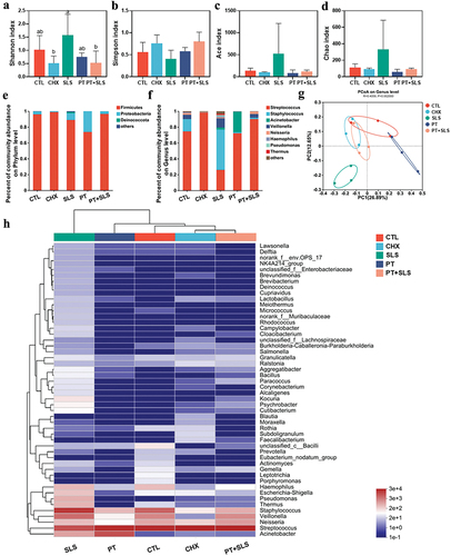 Figure 5. The effect of postbiotic toothpaste and SLS on the developing biofilms. (a-d) the Shannon, Simpson, ACE and Chao indices of the developing biofilms after different treatments, respectively. (e-f) Distribution of bacterial groups at the phylum and genus levels. (g) Principal coordinate analysis at genus level for the developing biofilms. (h) Community heatmap analysis at the genus level.