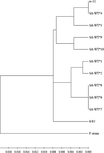 Figure 1. Dendrogram of South African M. gallisepticum wild-types and live vaccine strains, constructed by Clustal-W alignment of adjoined IGSR, mgc2, MGA_0319 and gapA sequences by the neighbour-joining method with 1000-bootstrap replicates using MEGA 5.05 (http://www.megasoftware.net).