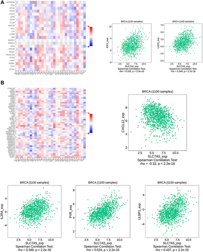 Figure 5 Correlation analysis of SLC7A5 expression with classic marker genes from (A) immune stimulators and (B) immune checkpoint markers in breast cancer samples. SLC7A5 expression positively correlated with IDO1, LAG3, IL2RA, PVR, and ULBP1, whereas it negatively correlated with CXCL12.