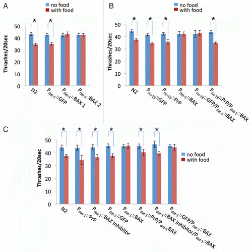 Figure 4 BAX expression in C. elegans dopamine neurons results in a comprised food sensibility and PrP inhibits BAX-mediated food sensibility reduction. (A) Food sensing behavioral assays of transgenic worms with their genotypes indicated, including two integrant lines of Pdat-1::BAX. The locomotion rates of 3-day-old worms were counted in the presence (with food) or absence (no food) of bacteria lawn. (B) Food sensing assay performed in worms coexpressing both PrP in whole neurons (Pric-19 based) and BAX in dopamine neurons (Pdat-1 based). (C) Food sensing assay in worms coexpressing PrP and BAX in dopamine neurons. *p < 0.01 by Student's t-test.