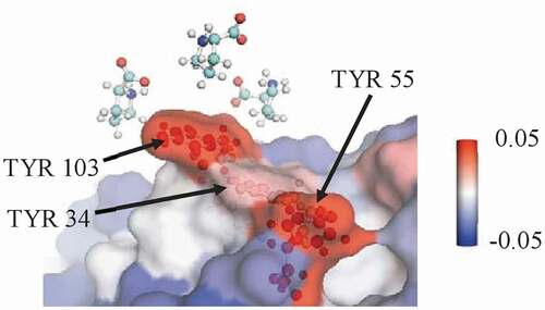 Figure 4. A representative snapshot from a simulation of mAbB in 0.5 m proline showing a view of part of the Fv domain. It shows several proline excipient molecules interacting with exposed TYR residues. The local Γ23 value with the three labeled TYR residues is 0.13 ± 0.01, which is significantly higher than the expected interaction if proline interacted only an average amount (−0.07 ± 0.01). Antibody residues are colored by the local Γ23 value.