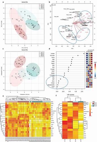 Figure 6. Differential metabolomic profiling of the central carbon metabolism associated with dysbiotic (cariogenic) and non-dysbiotic (control) conditions at the ex-vivo dental caries onset and after progression to overt lesions. A) Principal Component Analysis (PCA) shows clustering of samples from each group, and color-coded ovals displaying 95% confidence intervals in multivariate space; the red and green shades denote the samples grown in control and dysbiotic conditions respectively, where lighter tones refer to first time points and darker tones refer to the second time points of analysis. The percent of variability accounted for by each axis is indicated. B) Biplot illustrating the correspondence between metabolites and samples. Arrows portray the association of specific metabolites with the samples displayed in PCA. The arrow length represents the influence of the metabolite and arrows that have a small angle between them are indicative of metabolites that co-occur with each other. C) Partial Least Squares-Discriminant Analysis (PLS-DA) for both classification and feature selection. The permutation and cross-validation tests of the model are detailed in Supplemental Figure 6. D) Variable Importance in Projection (VIP) scores. VIP is a weighted sum of squares of the PLS weights, which indicates the importance of each variable or metabolite to the model and to differentiate the groups. VIP values <0.5 show the metabolites that were not influential in this study. E) Heat map analysis with the dendrogram based on Euclidean distance and Average algorithm. Columns represent individual tested samples and rows represent 18 targeted metabolites of the central carbon metabolism. The relative abundance of each metabolite is represented by color in each cell. The color-coded groups are presented on the top of the heat map. F) Average heat map showing differential metabolites per group. The dashed boxes indicate the upregulated and downregulated metabolites significantly associated with the caries onset. ‘NS_T1’ stands for No Sucrose at Time Point 1–1st phase/caries onset, ‘NS_T2’ stands for No Sucrose at Time Point 2–2nd phase/overt lesions, ‘WS_T1’ stands for With Sucrose at Time Point 1–1st phase/caries onset and ‘WS_T2’ stands for With Sucrose at Time Point 2–2nd phase/overt lesions.