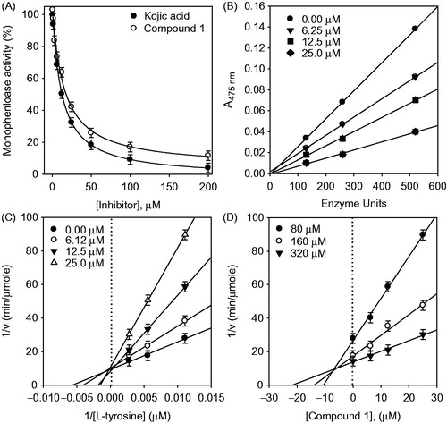 Figure 2. (A) Effect of compound 1 and kojic acid on the tyrosinase catalyzed oxidation of l-tyrosine. (B) Relationship between the catalytic activity of tyrosinase and concentration of compound 1. (C) Lineweacer–Burk plots showing the reciprocal of the velocity (1/V) of the mushroom tyrosinase reactions versus the reciprocal of the substrate concentration (1/S) with l-tyrosine as the substrate. (D) Dixon plot for the inhibition of compound 1 on the catalyzed oxidation of tyrosinase in the presence of different concentration of substrate for lines from bottom to: (•) 80 µM; (▾) 160 µM; (○) 320 µM.