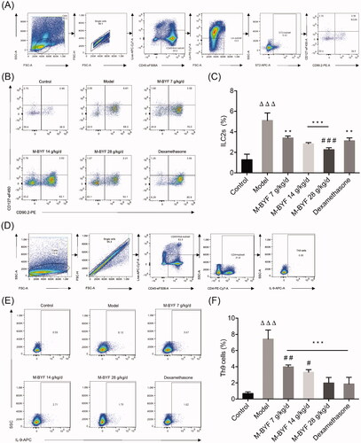 Figure 6. Effects of M-BYF on percentages of ILC2s and Th9 cells in lungs of OVA-induced asthmatic mice. (A) Gating strategy of ILC2s in the lungs of mice. Lineage (Lin) markers included CD3, CD19, CD4 and CD11b. The number indicates cell events. (B) Detection of ILC2s (CD45+Lin–ST2+CD90.2+CD127+) by flow cytometry. (C) M-BYF reduced percentage of ILC2s in lungs of asthmatic mice as compared with the Model group. (D) Gating strategy of Th9 cells in the lungs of mice. The number indicates cell events. (E) Detection of Th9 cells (CD45+CD4+IL9+) by flow cytometry. (F) M-BYF reduced percentage of Th9 cells in lungs of asthmatic mice as compared with the Model group; n = 8 in each group. Data are represented as mean ± S.E.M. (ΔΔΔp < 0.001 compared with the Control group; ***p < 0.001, **p < 0.01 compared with the Model group; ###p < 0.001, ##p < 0.01 and #p < 0.05 compared with the dexamethasone treated group.)