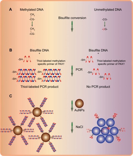 Figure 1 Schematic representation of the new AuNP-based system for colorimetric detection of PAX1 gene DNA methylation.Notes: (A) Sodium bisulfite conversion of unmethylated cytosines into uracil while methylated cytosines remain unconverted. (B) PCR amplified with thiol-labeled methylation specific primer of PAX1. (C) Aggregation of AuNPs in unmethylated DNA sample and the color of AuNP colloid solution changed from red to purple-gray, whereas no aggregation in methylated DNA sample and no color change were observed in AuNPs colloid solution upon salt adition.Abbreviations: AuNPs, gold nanoparticles; PCR, polymerase chain reaction.