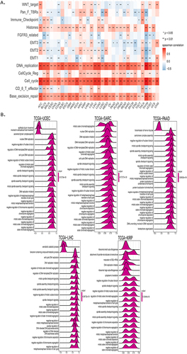 Figure 5 Correlation analysis of CDKN3 and microenvironment-related pathways. (A) The correlations between CDKN3 and microenvironment-related pathway scores. *p < 0.05, **p < 0.01 (B) The top 20 GSEA-related pathways in UCEC, SARC, PAAD, LIHC, and KIRP are exhibited in the form of a mountain map.