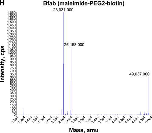 Figure S1 Purity and identity analysis of recombinant fab fragments.Notes: Size exclusion purification chromatograms of (A) Ffab and (B) Bfab. The blue curves represent UV absorbance at 280 nm, and dashed lines represent the collected monomeric Ffab and Bfab fractions. LC-MS of monomeric SEC fractions from (C) Ffab and (D) Bfab. LC-MS of monomeric (E) Ffab and (F) Bfab following cysteine activation. LC-MS of (G) activated monomeric Ffab and (H) activated monomeric Bfab following conjugation to maleimide-PEG2-biotin. The masses of 24,276 and 23,931 Da correspond to the addition of one maleimide-PEG2-biotin molecule (+526 Da) to the light chains of Ffab and Bfab, respectively. The masses of 25,291 and 26,158 Da correspond to the addition of two maleimide-PEG2-biotin molecules (+1,052 Da) to the heavy chains of Ffab and Bfab, respectively. The masses of 48,515 and 49,037 Da correspond to the addition of one maleimide-PEG2-biotin molecule (+526 Da) to intact Ffab and Bfab, respectively.Abbreviations: fab, an engineered monoclonal antibody fragment; Ffab, Farletuzufab, engineered from monoclonal antibody Farletuzumab; Bfab, Botulifab anti-botulinum toxin fab fragment; UV, ultraviolet; PEG2, polyethylene glycol 2; SEC, size-exclusion chromatography; LC-MS, liquid chromatography-mass spectrometry.