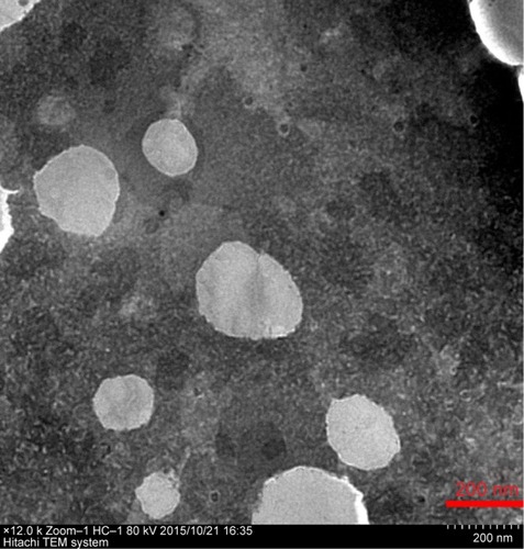 Figure 7 Transmission electron microscope image of APC-SNEDDS formulation (×12,000 magnification).Note: The SNEDDS was composed of Peceol (Glyceryl monooleate [type 40]), Cremophor® EL (Polyoxyl 35 castor oil), Transcutol HP (Diethylene glycol monoethyl ether), and APC with a drug loading of 4%.Abbreviations: APC, Akebia saponin D–phospholipid complex; SNEDDS, self-nanoemulsifying drug delivery system.