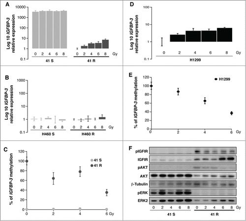 Figure 2. (A, B, D) Quantification of IGFBP-3 expression levels in 41S/R, H460S/R and H1299 cells 72 h after IR treatment using the resistant untreated controls (0Gy) as calibrators. (C, E) Methylation levels of IGFBP-3 in 41S, 41R and H1299 cells 72 h after irradiation.. The calculation of the IGFBP-3 gene to β-actin ratios was based on the fluorescence emission intensity values for both genes at 0, 2, 4 and 6 Gy. The data were normalized to each untreated control, set to 100%, and represent the mean ± standard deviation of at least 3 independent experiments performed in triplicate at each concentration for every cell line analyzed. (F) Activation of the ERK and IGFIR/AKT axes 72 h after radiation in the 41S and 41R cell lines at 5 IR doses.