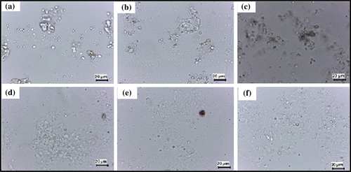 Figure 3. Light micrographs of the hydrogels. (a) T1, (b) T2, (c) T3, (d) C1, (e) C2, and (f) C3.