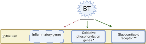 Figure 5 Proposed interaction between BT and inflammation. Inflammatory genes are downregulated after BT, whereas the expression of oxidative phosphorylation genes and glucocorticoid receptors is increased after BT, as described in other studies.Citation41,Citation42 *Described in study of Ravi et alCitation41 **Described in study of Papakonstantinou et alCitation42 (Figure created with BioRender.com).