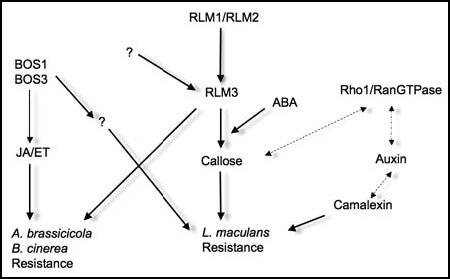 Figure 2 Overview of the parallel resistance pathways contributing to necrotroph resistance. RLM3 is proposed to act downstream of RLM1 or RLM2 in L. maculans resistance. However, genotypes lacking RLM1 and RLM2 are still resistant towards B. cinerea and A. brassicicola, indicating that other currently unknown upstream receptors for these pathogens remains to be found. On the other hand, the BOS1 and BOS3 genes are required for both L. maculans and other necrotrophic fungi, but these are induced independently of RLM3. In addition, auxin signaling influence L. maculans resistanceCitation29 but hitherto in an unknown manner (dotted arrows).