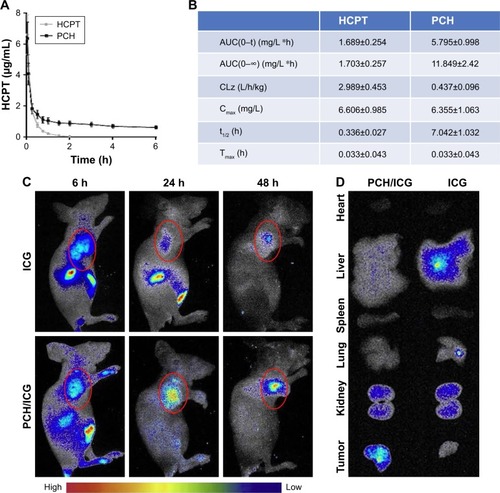 Figure 7 The pharmacokinetic parameters and bio-distribution of PCH nanoparticles in vivo.Notes: Sprague Dawley rats were intravenously injected with PCH (equivalent to 5 mg/kg HCPT) or free HCPT (5 mg/kg). (A) Blood samples (200 µL) were collected at appropriate intervals after administration (n=5) at each time point and the plasma HCPT concentration was analyzed by high performance liquid chromatography. (B) Pharmacokinetic parameters of HCPT and PCH micelles. Data show mean ± SE (n=5). Tumor-bearing BALB/cA nu/nu female mice were intravenously injected with free ICG (2 mg/kg) or ICG-loaded PCH nanoparticles (PCH/ICG). (C) The biodistribution of ICG recorded by an in vivo imaging system at 6 hours, 24 hours, and 48 hours. Red circles: tumor sites (n=6). (D) The bio-distribution of ICG in major organs and tumor tissues at 24 hours.Abbreviations: CA, cinnamaldehyde; HCPT, 10-hydroxy camptothecin; ICG, indocyanine green; PCH, HCPT-CA-loaded nanoparticles; SE, standard error.