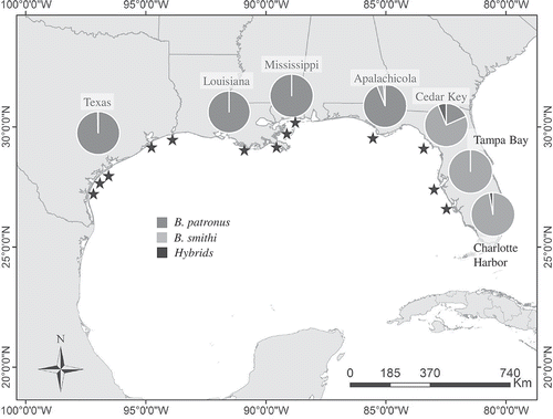 Figure 1. The sampling distribution for this study of Brevoortia spp. in the Gulf of Mexico. Approximate sample locations are indicated by stars. In some cases, multiple samples were collected over two time periods from the same location (these are listed in Table 1). Pie charts indicate the proportion of B. patronus, B. smithi, and hybrids observed in samples from each state. Note that samples taken in Florida have individual pie charts due to differences in the distribution of species among samples in the eastern Gulf of Mexico. Two individual B. gunteri were observed from Texas samples out of 474 combined specimens; these were the only specimens outside of Florida that were not B. patronus.