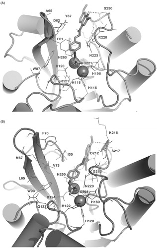 Figure 4. Docked pose of 3i (sticks) into VIM-2 binding site (A) and NDM-1 (B) as found by HTD protocol. The contacts established by 3i into the active sites of the enzymes are represented by dotted lines. Metal ions were represented by spheres. The numbering of NDM-1 is referred to deposited protein sequence (Uniprot KB code F6IAY7). Nonpolar hydrogens were omitted for the sake of clarity. The pictures were generated by PyMOL (The PyMOL Molecular Graphics System, v1.6-alpha; Schrodinger LLC, New York, 2013).