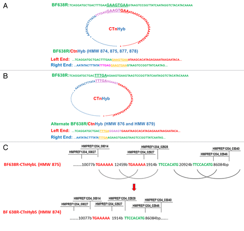 Figure 3. (A) Predicted events leading to integration of CTnHyb into the BF638R chromosome to result in BF638R/CTnHyb. The circular form of CTnHyb recombines with BF638R at the underlined sequence (GAAAGTGAA). (B) Alternate integration of CTnHyb into the BF638R chromosome. Predicted events leading to integration of CTnHyb into the BF638R chromosome to result in BF638R/CTnHyb found in HMW 876 and HMW 879 . The circular form of CTnHyb recombines with BF638R at the underlined sequence (TTTGA). (C) Predicted model of the deletions in CTnHybL leading to CTnHybS. The locus tag labels serve as approximate reference points. The bases are referred to as “bases” or “b”. The regions of homology that are predicted to recombine are color coded. The nimJ gene is among the genes deleted in the first deletion and metronidazole has a lower MIC for BF638R/CTnHybS than for BF638R/CTnHybL, as expected (Table 1).