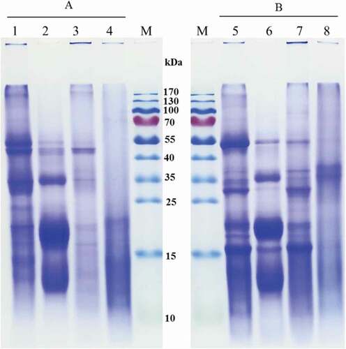 Figure 1. SDS-PAGE patterns of CPI and cumin protein fractions. M, marker standard; A, under non-reducing condition (without β-mercaptoethanol) for CPI (lane 1), albumin (lane 2), globulin (lane 3), and glutelin (lane 4); B, under reducing condition (with β-mercaptoethanol) for CPI (lane 5), albumin (lane 6), globulin (lane 7), and glutelin (lane 8).