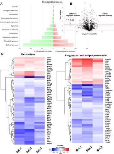 Figure 7 Proteomic analysis of LPS with or without sHA-Ig in macrophages (RAW264.7 cells). Characteristic of proteomic analysis of macrophages after stimulation with LPS plus sHA-Ig (LPS+sHA-Ig) compared with LPS-activated macrophages as indicated by biological process (A), volcano plot (B), and the heat-map of protein abundance for proteins that associated with metabolism (left) or phagocytosis and antigen presentation (right) (C) are demonstrated. Set 1–3 are the triplication of the protein expression experiments from LPS+sHA-Ig group relative to LPS-activated macrophages.