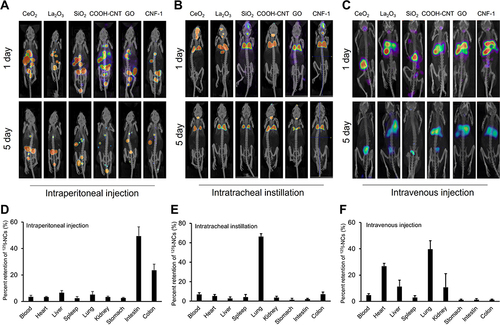 Figure 6 SPECT/CT Images of 125I-NCs in Different Nano–Bio Interfaces in Mice. (A)–(C) Distribution and retention of 125I-NCs in mice were visualized using SPECT/CT imaging after different administration of 125I-NCs 1 and 5 days post-injection; (D)–(F) Tissue distribution of 125I-NCs determined using radioactivity assay.