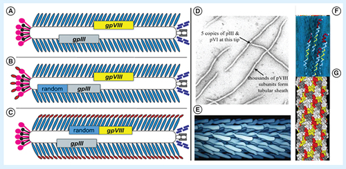 Figure 4. Phage display toolkits. (A) Phage vector fd-tet composed of 4000 copies of the p8 major coat protein (blue) and five copies of minor coat proteins p3 (pink), pVI (black), pIX (gray) and pVII (purple) each. (B & C) p3 and p8 phage display libraries. A random peptide (red) is fused to every copy of either p3 or p8 proteins. (D) Transmission electron microscopy of bacteriophage fd. (E) Electron density model of the major coat protein p8 in the fd phage. (F & G) Wire-stick and ball models of landscape phages (∼1% of the phage lengths is shown). (A) Adapted with permission from [Citation88] © TechConnect (2017). (B & C) Adapted with permission from [Citation88] © TechConnect (2017). (D) Adapted with permission from [Citation89] © Elsevier (2003). (E) Adapted with permission from [Citation89] © Elsevier (2003). (F & G) Adapted with permission from [Citation88] © TechConnect (2017).