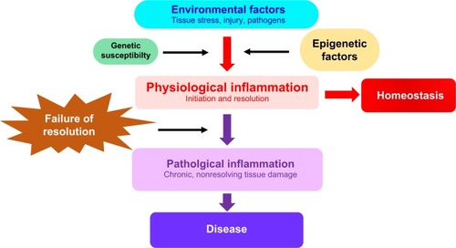 Figure 1 Epigenetic factors are mediators of inflammation and chronic inflammatory disease.Notes: environmental triggers of inflammation initiate a series of regulated molecular events that are mediated by epigenetic, genetic, as well as other factors (such as the microbiome which is not discussed here). This leads to the initiation and resolution of physiological inflammation and the restoration of homeostasis. Epigenetic modifications also contribute to failure of the inflammatory response to resolve, leading to tissue damage and chronic inflammatory disease.