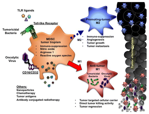 Figure 1. Alternative function of myeloid-derived suppressor cells as a cellular vehicle for the tumor-targeted delivery of oncolytic viruses and other anticancer (immuno)therapeutics. The main hallmark of myeloid-derived suppressor cells (MDSCs) is their tumor-promoting capacity, resulting from the suppression of anticancer immune responses and the stimulation of neoangiogenesis. Nevertheless, the selective tropism of MDSCs for malignant tissues renders them an ideal cellular vehicle for tumor targeting. Upon loading with viruses/bacteria or stimulation with Toll-like receptor (TLR) agonists, MDSCs convert from M2-like tumor-promoting cells to M1-like tumor-suppressing effectors. This phenotypic conversion not only overcomes the tumor-supporting functions of MDSCs but also endows them with tumoricidal and immunostimulatory activities.
