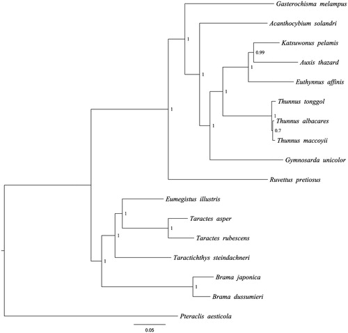 Figure 1. The Bayesian inference phylogenetic tree for Scombriformes based on mitochondrial PCGs and rRNAs concatenated dataset. The gene’s accession numbers for tree construction are listed as follows: Brama japonica (KT908039); Eumegistus illustris (AP012497); Taractichthys steindachneri (KT153629); Taractes asper (AP012498); Taractes rubescens (KR349364); Gasterochisma melampus (AP006033); Acanthocybium solandri (AP012945); Katsuwonus pelamis (AB101290); Thunnus tonggol (HQ425780); Ruvettus pretiosus(AP012506); Gymnosarda unicolor (AP012510); Thunnus albacares(GU256528); Thunnus maccoyii (GU256523); Pteraclis aesticola (AP012499); Euthynnus affinis (AP012946); Auxis thazard (AB105447).