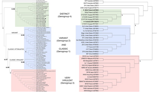 Figure 1. Phylogenetic inferences deduced from nucleotide sequences corresponding to the partial hvVP2 region (left) and the partial VP1 gene (right). Main genetic lineages are indicated with shaded boxes. The names of the corresponding genogroups are indicated within brackets. Both trees were inferred using the maximum-likelihood method with the GTR + I+G nucleotide substitution model. Approximate likelihood ratio test support values are shown for relevant nodes. South American and European dIBDV strains analysed in this study are indicated with bold letters and black circles.