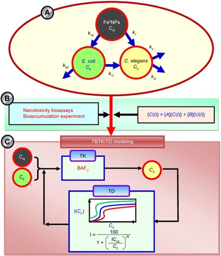 Figure 1 Framework of TBTK/TD ecological risk assessment of Fe0NPs for Caenorhabditis elegans in soil ecosystems.Notes: (A) Biodynamics of Fe0NP Escherichia coli–C. elegans interactions; (B) development of first-order two-compartment models and bioassays based on the constructed biodynamic system; (C) TBTK/TD modeling.Abbreviations: TBTK, toxicity-based-toxicokinetic; TD, toxicodynamic; NPs, nanoparticles; C, constant Fe0NP concentrations; E, E. coli OP50; C, C. elegans; W, waterborne; k1, uptake-rate constant; k2, depuration-rate constant; f, food-borne; C(t), time-dependent Fe0NP concentrations; BAFc, bioaccumulation factor; I, inhibition; IC50, 50% inhibition concentration.