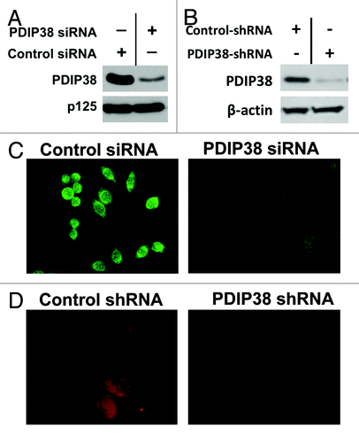 Figure 1. Validation of the anti-PDIP38 antibody using siRNA and shRNA depletion of PDIP38. (A) HeLa S3 cells were transfected with siRNA against PDIP38 and harvested 72 h post transfection (Materials and Methods). Lysates were subjected to 10% SDS-PAGE and immunoblotted with antibodies against PDIP38. Blots for Pol δ p125 were used as a loading control. (B) Lysates of A549 cells in which PDIP38 was knocked down with PDIP38 shRNA were immunoblotted with antibodies against PDIP38; β-actin was used as a loading control (C). HeLa S3 cells transfected with control and PDIP38 siRNA were stained for PDIP38 (green immunofluorescence). (D) A549 control cells and A549 cells in which PDIP38 was knocked down by stable expression of PDIP38 shRNA (Materials and Methods) were fixed and stained for PDIP38 (red immunofluorescence). Images were taken with a Zeiss AxioVision at 40× (C) or 100× magnification (D).