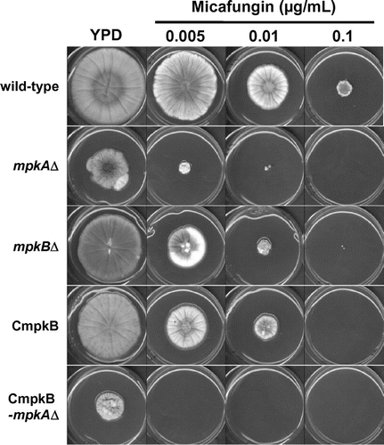 Fig. 4. Colony growth of the mpkA∆, mpkB∆, CmpkB (conditional-mpkB), and CmpkB-mpkA∆ (CmpkB with mpkA∆) strains on YPD medium (mpkB-repressing condition for CmpkB and CmpkB-mpkA∆ strains) for 5 d.