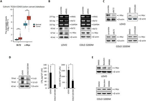 Figure 1. BLT2 lies downstream of KRAS and influences c-Myc expression in KRAS-mutant CRC cells. (A) mRNA levels of BLT2 and c-Myc are higher in colon adenocarcinoma tissues (n = 480) compared with normal colon tissues (n = 41). The RNAseq data in TPM form and clinical information were obtained from TCGA-COAD (colon cancer) data. (B) Semiquantitative RT-PCR of KRAS, BLT2 and GAPDH (internal control) mRNA levels (top half), and immunoblotting of BLT2, c-Myc, and β-actin (internal control) protein expression (bottom half), in LOVO and COLO 320DM cells transfected with siKRAS or control siRNA for 24 h. (C) Immunoblotting of c-Myc and β-actin protein expression in LOVO and COLO 320DM cells transfected with siBLT2 or control siRNA for 24 h (left), or treated with LY255283 (10 μM) or DMSO for 24 h (right). (D) Immunoblotting of 5-LO, 12-LO and β-actin protein expression in LOVO and COLO 320DM cells. For the ELISAs, LOVO (5 × 105) and COLO 320DM (5 × 105) cells were plated in 35-mm dishes and cultured for 24 h; then, LTB4 and 12(S)-HETE levels in the culture supernatants were measured. (E) LOVO and COLO 320DM cells were treated with DMSO, baicalein (10 μM), or MK886 (2.5 μM) for 24 h, and immunoblotting was performed to measure c-Myc and β-actin protein expression. All quantitative data are presented as the mean ± SD of three independent experiments. *P < 0.05, ‡P < 0.005, ***P < 0.001.