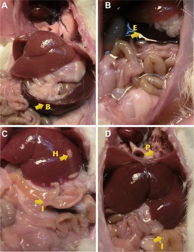 Figure 9 Images showing the alterations found in the evaluation of internal organs.