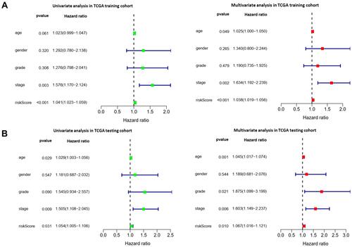 Figure 5 The prognostic value of different clinical parameters. (A, B) Univariate and multivariate COX regression analysis of different clinical parameters in TCGA training and TCGA testing cohort.
