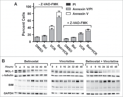 Figure 7. Enhanced cytotoxicity induced by the combination of belinostat and vincristine is dependent on apoptotic signaling and correlates with a shift in the balance of anti- and pro-apoptotic factors. (A) SUDHL8 cells were treated for 48 hours with DMSO, belinostat (Bel), vincristine (VCR) or the combination with and without the pan-caspase inhibitor, Z-VAD-FMK. Cell death was measured using Annexin V/ PtdIns uptake assays. The graphs summarize the results of 4 independent experiments. (B) Cells were treated for up to 48 hr with belinostat (Bel), vincristine (VCR), or the combination. Cell lysates were subjected to Western blotting with antibodies against MCL-1 and BIM. GAPDH was used as a loading control. A blot representative of 3–4 independent experiments is shown.