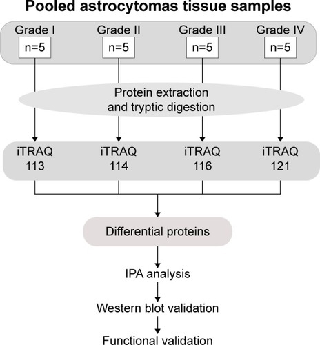 Figure 1 Work flow of differential proteome analysis of low- to high-grade astrocytomas.