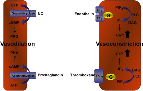 Figure 1 Imbalance of vasoconstriction and vasodilation in Raynaud’s disease. Vasodilators as nitric oxide and prostaglandins act via activation of adenylat- or guanylat-cyclase modulating protein kinase A/G. Vasoconstriction by endothelin or thromboxane is mediated by g-coupled specific receptors and is suggested to be increased in Raynaud’s phenomenon.