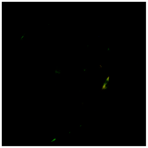 Figure 6. Optical microscopy of aggregates of the Leu-Zipper containing peptide stained with Congo Red under the cross-polarized light. Green birefringence present on the surface and edges of the aggregate.