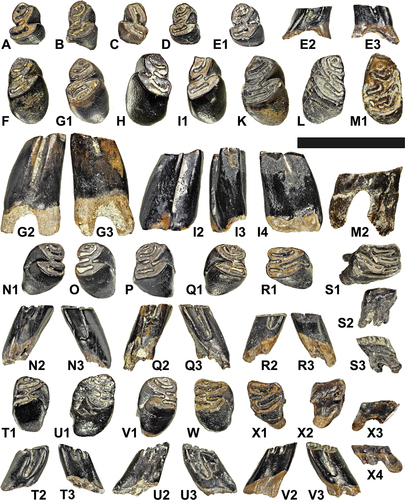 Figure 5. Lower cheek teeth of the minute beaver Euroxenomys minutus (von Meyer Citation1838), from the early Late Miocene locality Hammerschmiede (Bavaria, Germany), local stratigraphic levels HAM 5 and HAM 4. Deciduous premolars: (A-E); premolars (F-M); molars (N-X). Occlusal (A, B, C, D, E1, F G1, H, I1, K, L, M1, N1, O, P, Q1, R1, S1, T1, U1, V1, W, X1), lingual (E3, G3, I4, N2, Q2, R3, S2, T3, U2, V2, X4), buccal (E2, G2, I2, M2, N3, Q3, R2, S3, T2, U3, V3, X3), mesial (I3) and apical (X2) views. Scale bar equals 10 mm. Left dp4: (C) GPIT/MA/11999. Right dp4: (A) GPIT/MA/19166; (B) GPIT/MA/19095; (D) GPIT/MA/19093; (E) GPIT/MA/18988. Left p4: (H) GPIT/MA/18699; (L) SNSB-BSPG 2020 XCIV-6894. Right p4: (F) GPIT/MA/18678; (G) SNSB-BSPG 2020 XCIV-6889; (I) GPIT/MA/18732; (K) GPIT/MA/18676; (M) GPIT/MA/18725. Left m1/2: (N) GPIT/MA/19150; (Q) GPIT/MA/18964; (S) GPIT/MA/19021. Right m1/2: (O) GPIT/MA/19023; (P) GPIT/MA/19019; (R) SNSB-BSPG 2020 XCIV-7037. Left m3: (U) GPIT/MA/18982; (V) SNSB-BSPG 2020 XCIV-6983. Right m3: (T) SNSB-BSPG 2020 XCIV-6985; (W) GPIT/MA/19086; (X) GPIT/MA/19122.