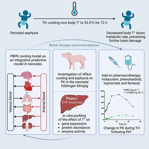 Figure 2. Visual presentation of the I-PREDICT project, aiming to improve dosage recommendation for drugs in neonates with perinatal asphyxia treated with therapeutic hypothermia by developing a physiologically-based pharmacokinetic model, combining preclinical (in vitro and animal data) and clinical data. Pharmacokinetic predictions of four model drugs (midazolam, fentanyl, phenobarbital, and topiramate) are investigated. Created with BioRender.com.