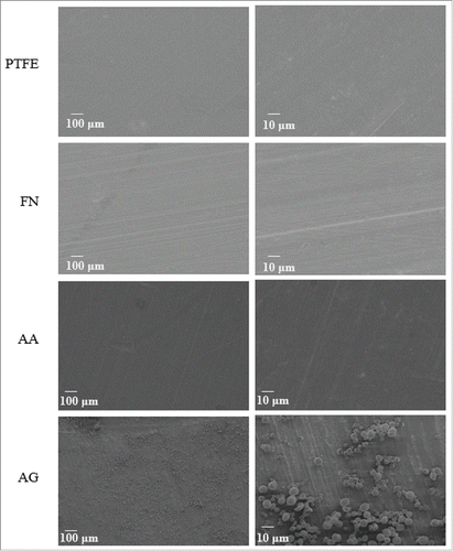 Figure 2. SEM images for the different coatings. Two different magnifications are shown for each surface. PTFE) Uncoated PTFE; FN) Fibronectin adsorption; AA) Fibronectin and phosphorylcholine adsorption; AG) Fibronectin adsorption-phosphorylcholine grafting.